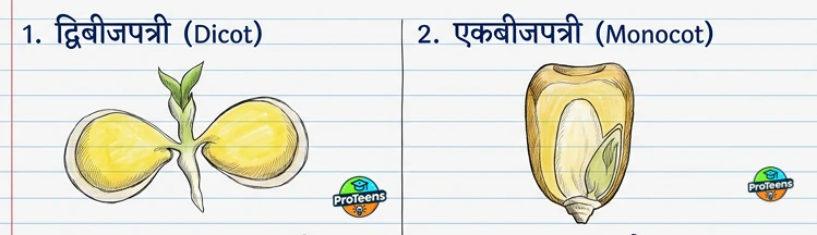 ekpatri beej vs duipatri beej